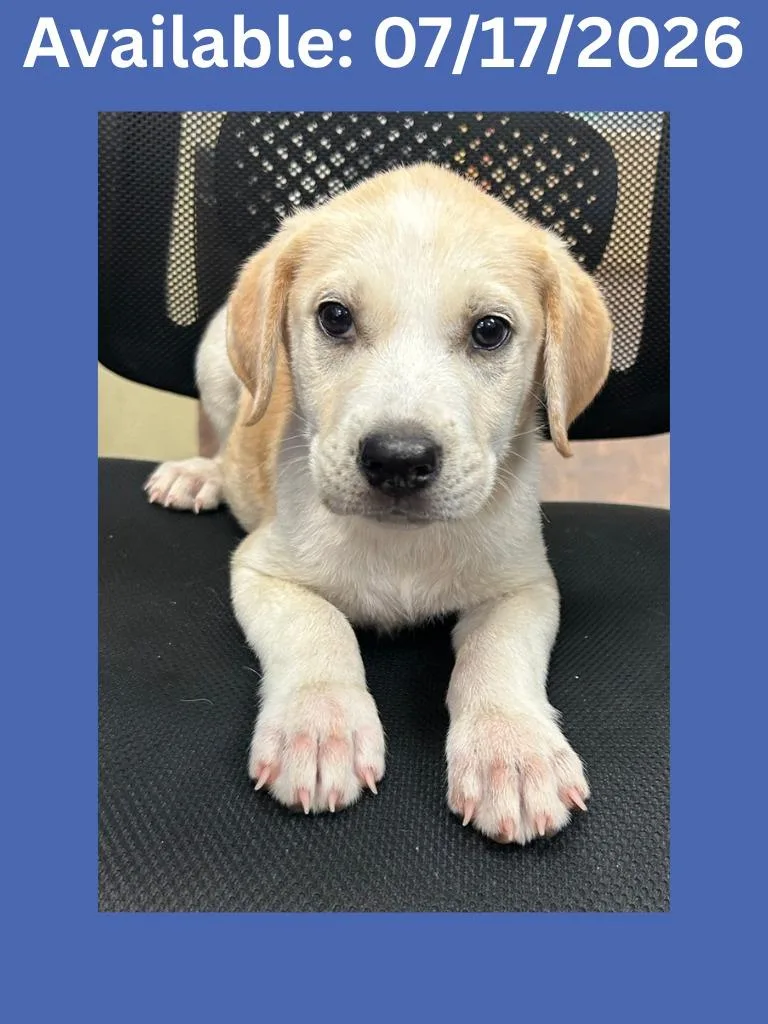 A baby medium-sized male Labrador Retriever dog named Dog Kennel for adoption in Greenville, TX