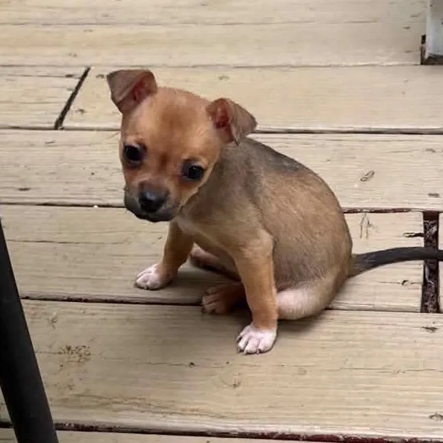 A baby small-sized female Brown / Chocolate Mixed Breed dog named Tallulah for adoption in Fredericksburg, VA