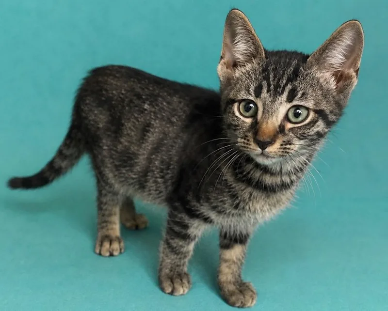 A baby small-sized male Domestic Short Hair cat named Zorro for adoption in Columbia, TN