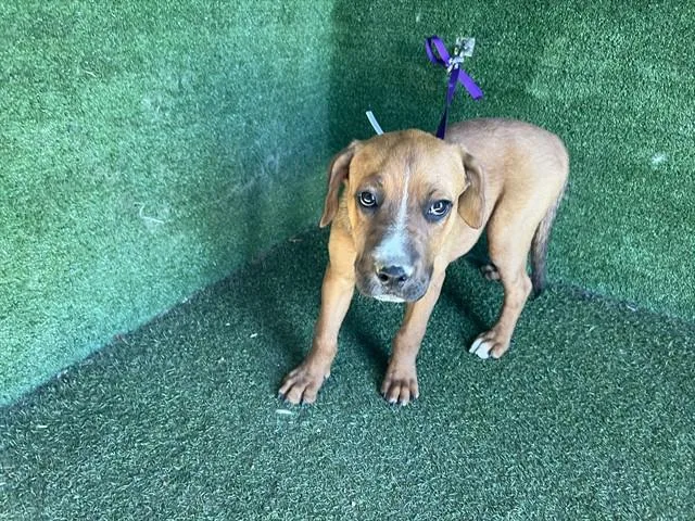 A baby medium-sized female Pit Bull Terrier dog named Plum for adoption in Lancaster, CA