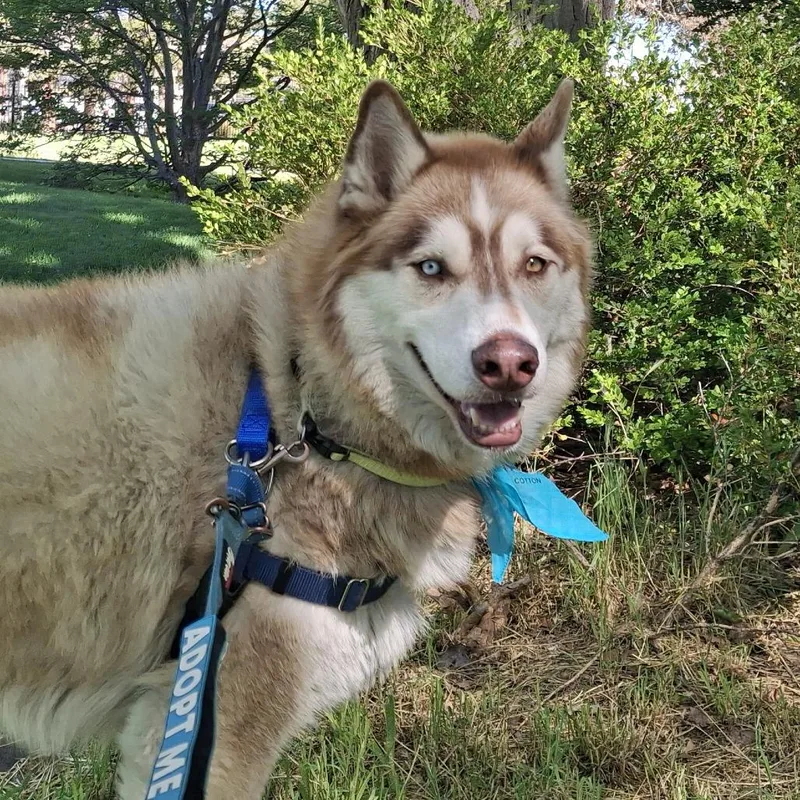 An adult medium-sized male Husky dog named Hedgehog for adoption in Murray, UT