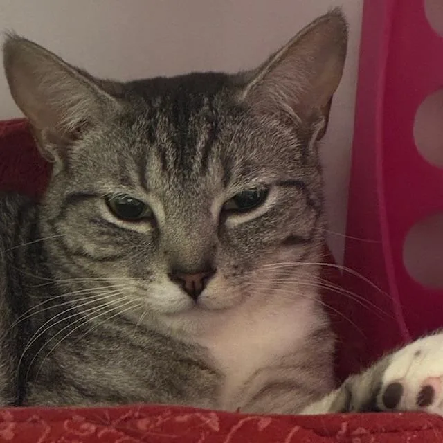 Miss Candy [and Mister