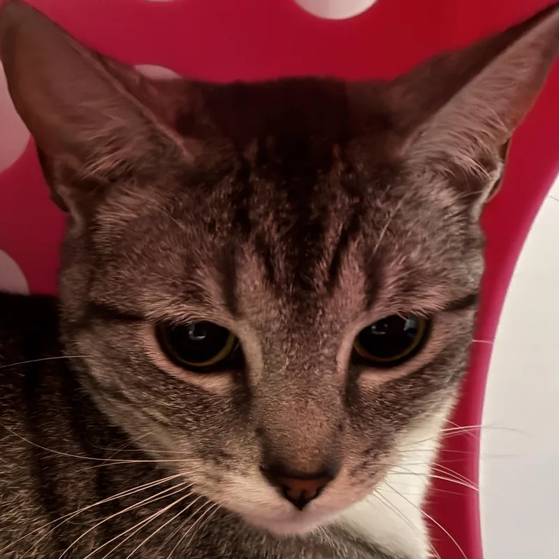 Miss Candy [and Mister thumbnail 2