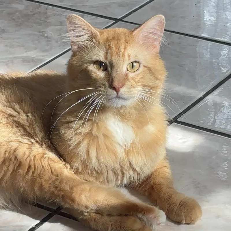 An adult small-sized male Orange / Red Maine Coon cat named Butters  Home to for adoption in South Elgin, IL