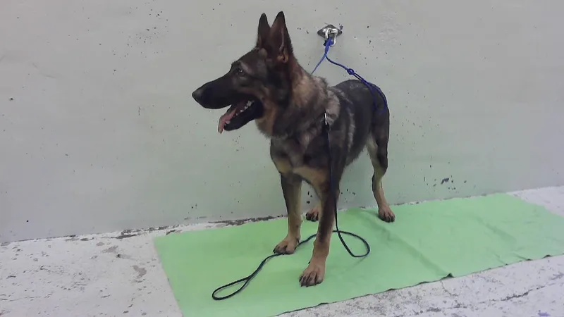 An adult large-sized female German Shepherd Dog dog named Archie for adoption in Houston, TX