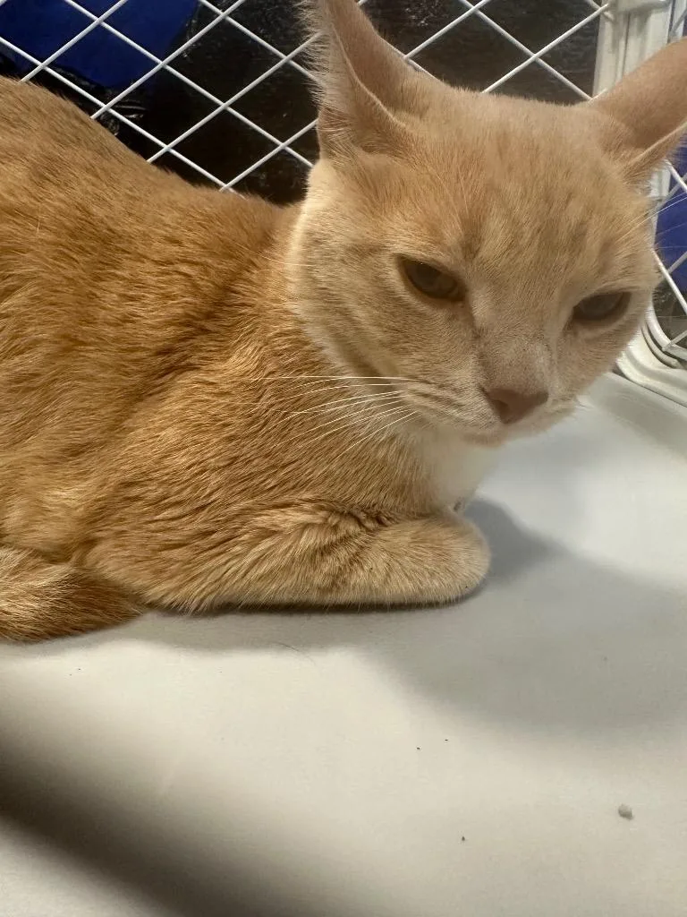 A young large-sized female Domestic Short Hair cat named Talley for adoption in warrenville, SC