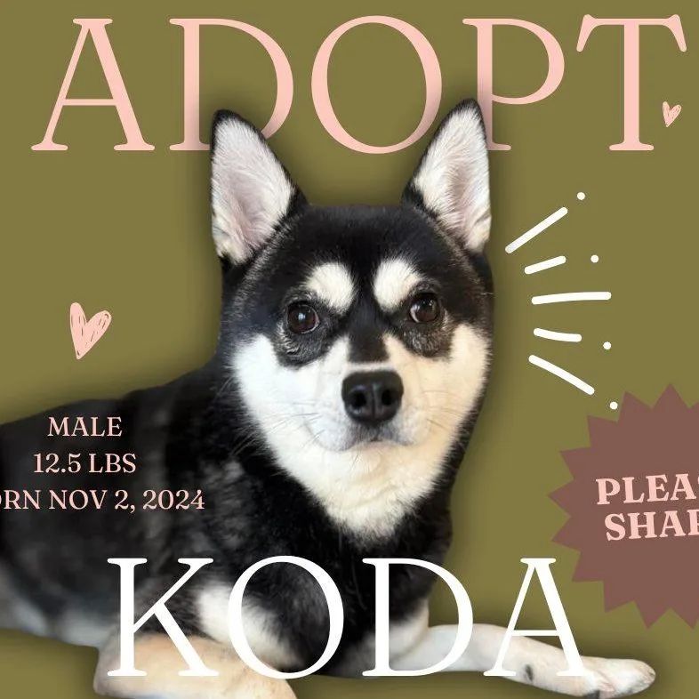 An adult small-sized male Kai Dog dog named Koda for adoption in Rushville, IL