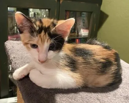 Clementine