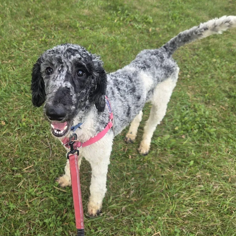 A young medium-sized female Standard Poodle dog named Winnie Meet me on for adoption in Hartland, WI