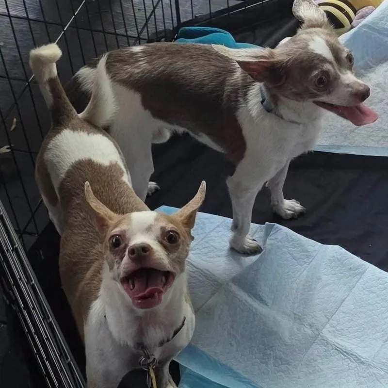 Grayson & Yoda thumbnail 3