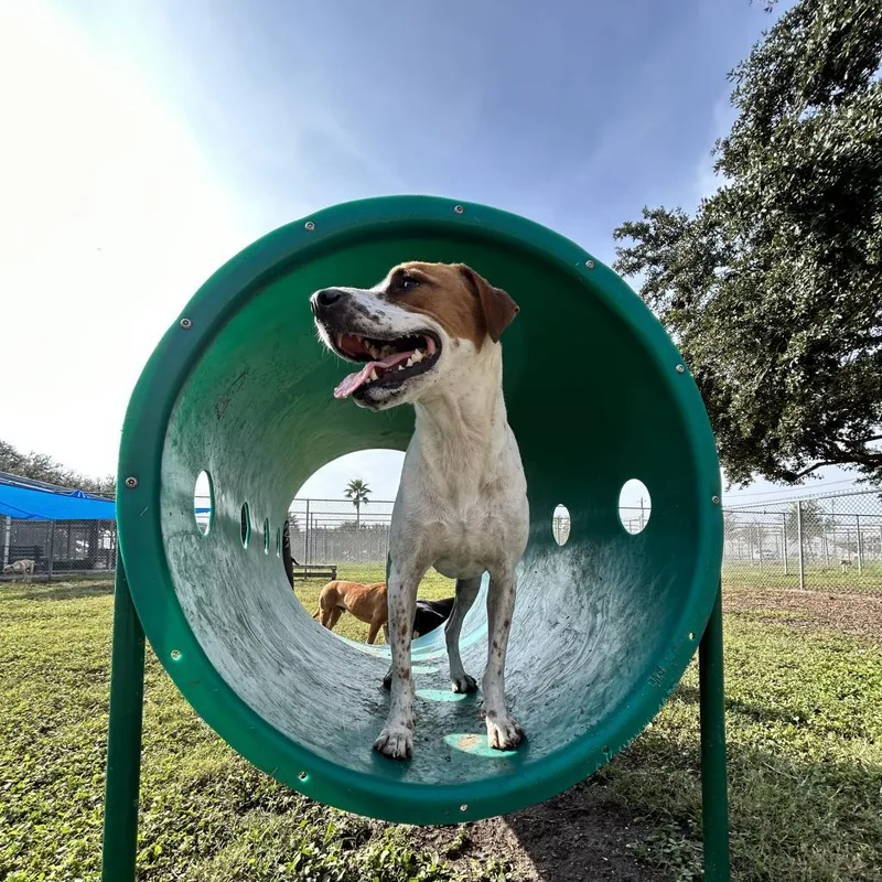 An adult medium-sized female Pointer dog named Cindy for adoption in Corpus Christi, TX