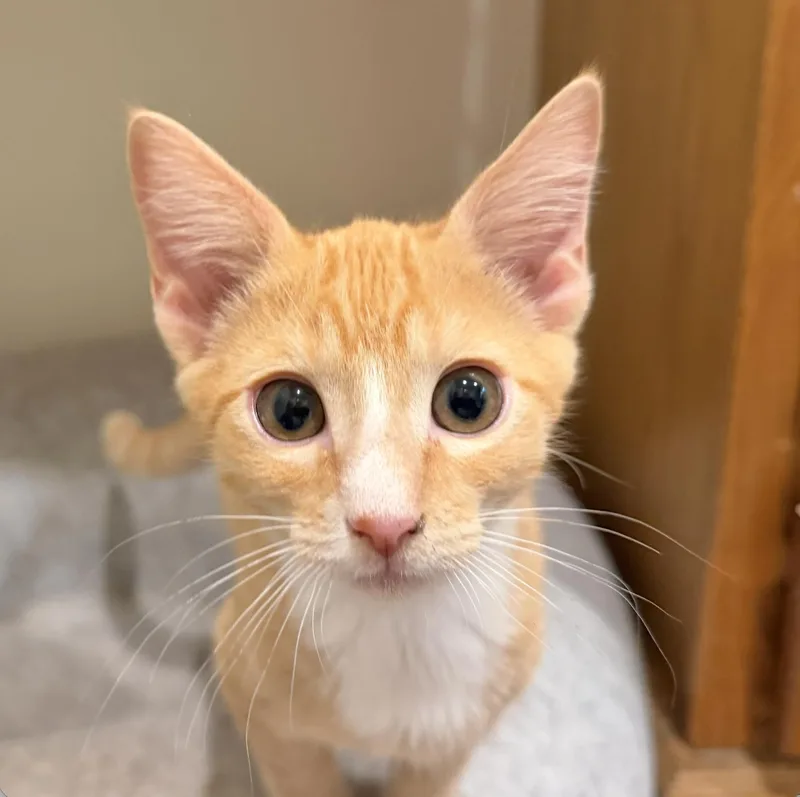 A baby medium-sized male Orange / Red Domestic Short Hair cat named Rocket for adoption in Sonora, CA