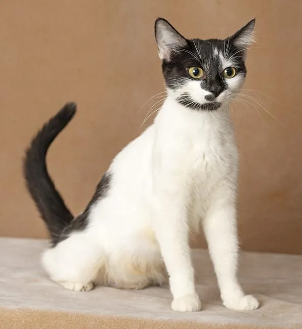 An adult medium-sized female Black & White / Tuxedo Domestic Short Hair cat named Melanie for adoption in Chicago, IL