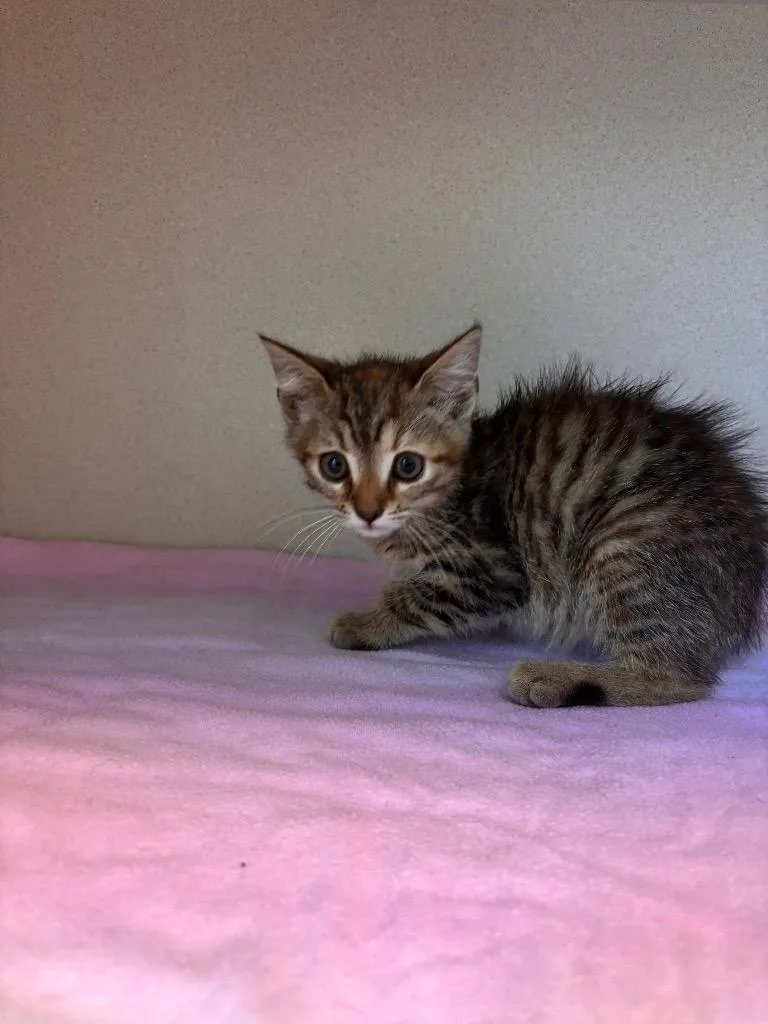 A baby medium-sized female Domestic Short Hair cat named Storm for adoption in Morgantown, KY