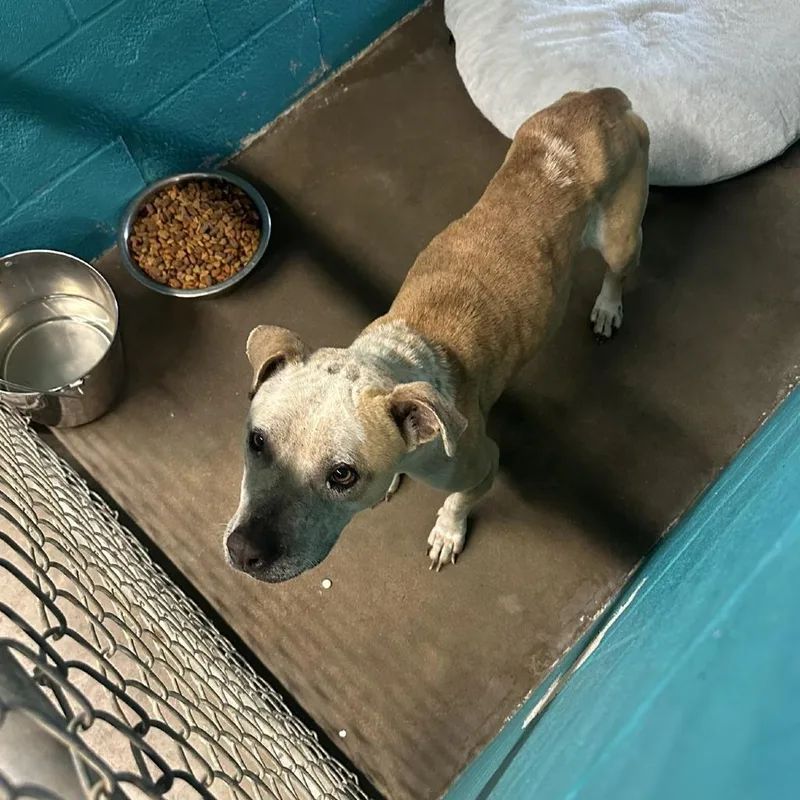 An adult medium-sized female White / Cream Pit Bull Terrier dog named Petals for adoption in Austin, TX