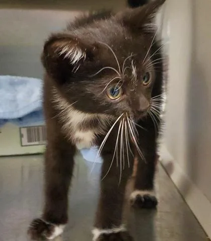 A young large-sized female Domestic Short Hair cat named Margaritaville for adoption in Kansas City, MO