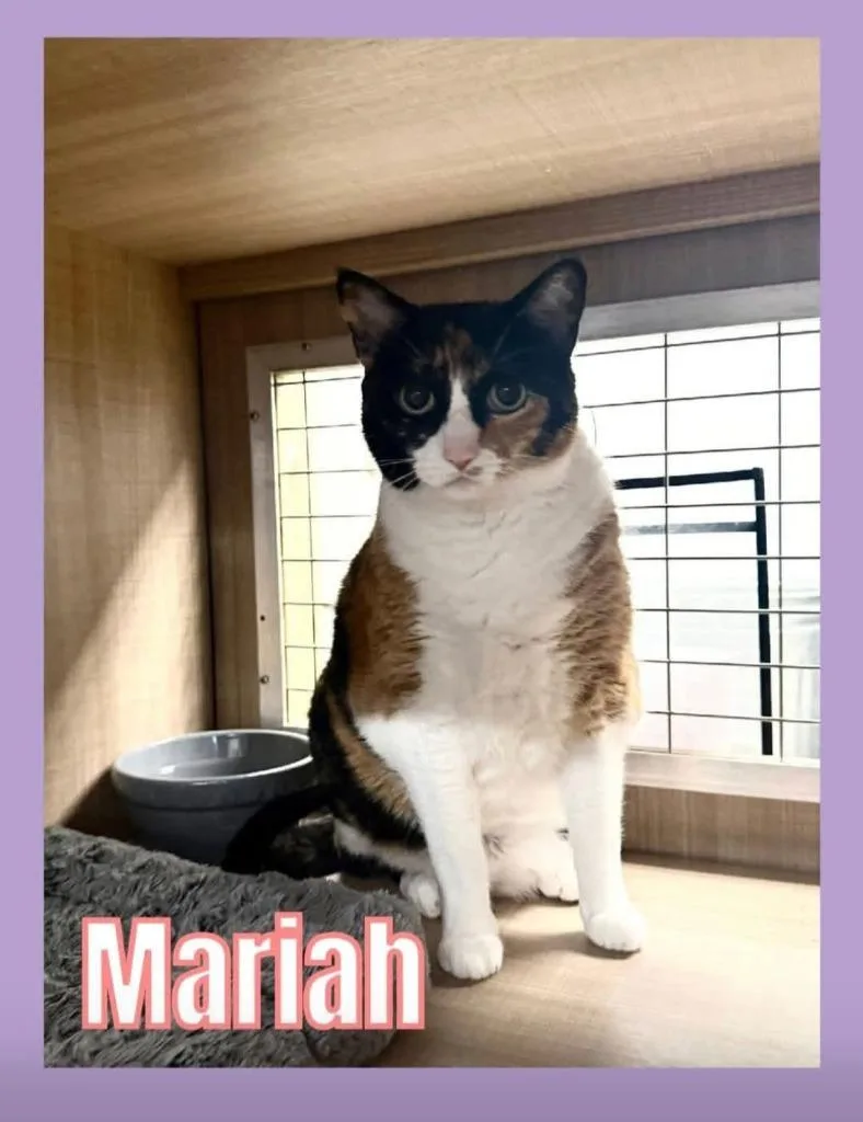 An adult large-sized female Domestic Short Hair cat named Mariah for adoption in Bossier City, LA