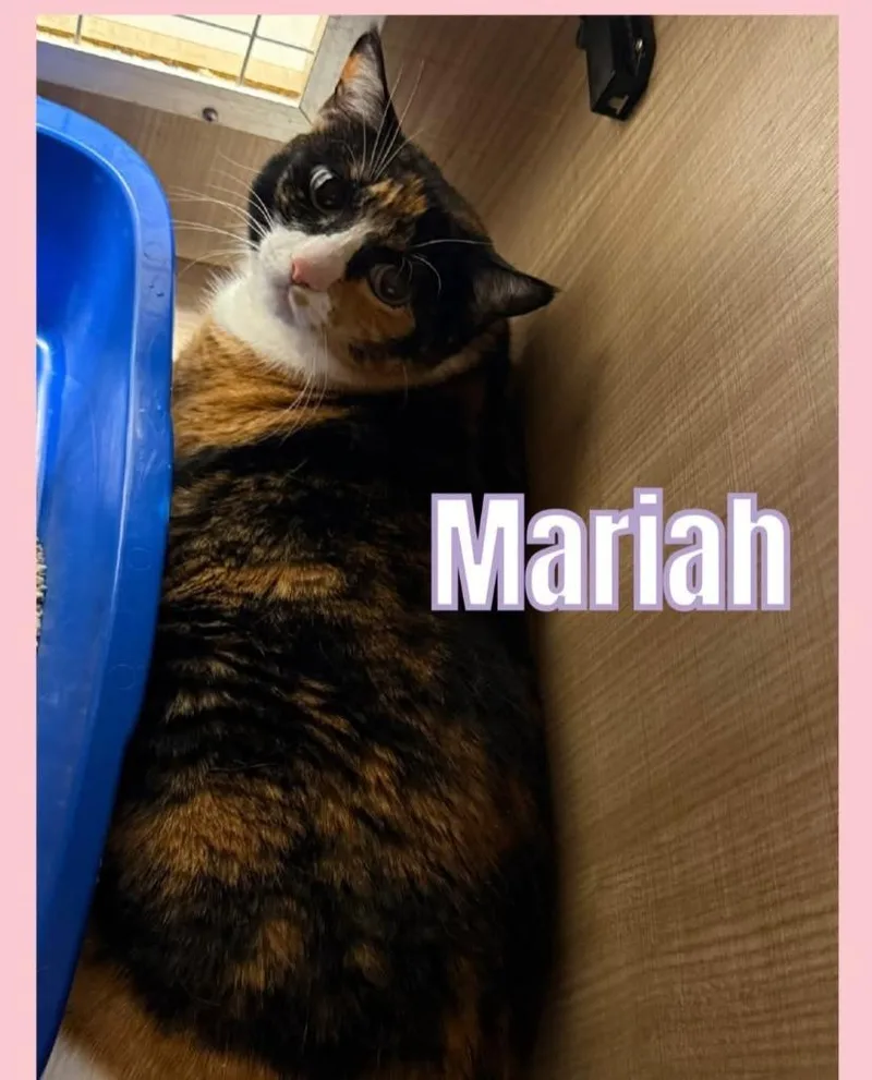 Mariah thumbnail 2
