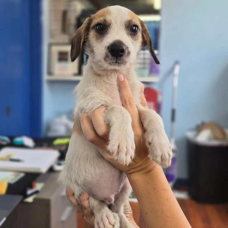 A baby small-sized male White / Cream Airedale Terrier dog named Little Caesars for adoption in Wahiawa, HI
