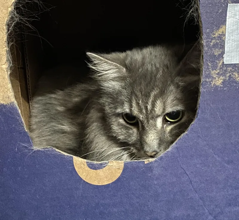An adult large-sized female Gray / Blue / Silver Domestic Long Hair cat named Sushi for adoption in Pickerington, OH