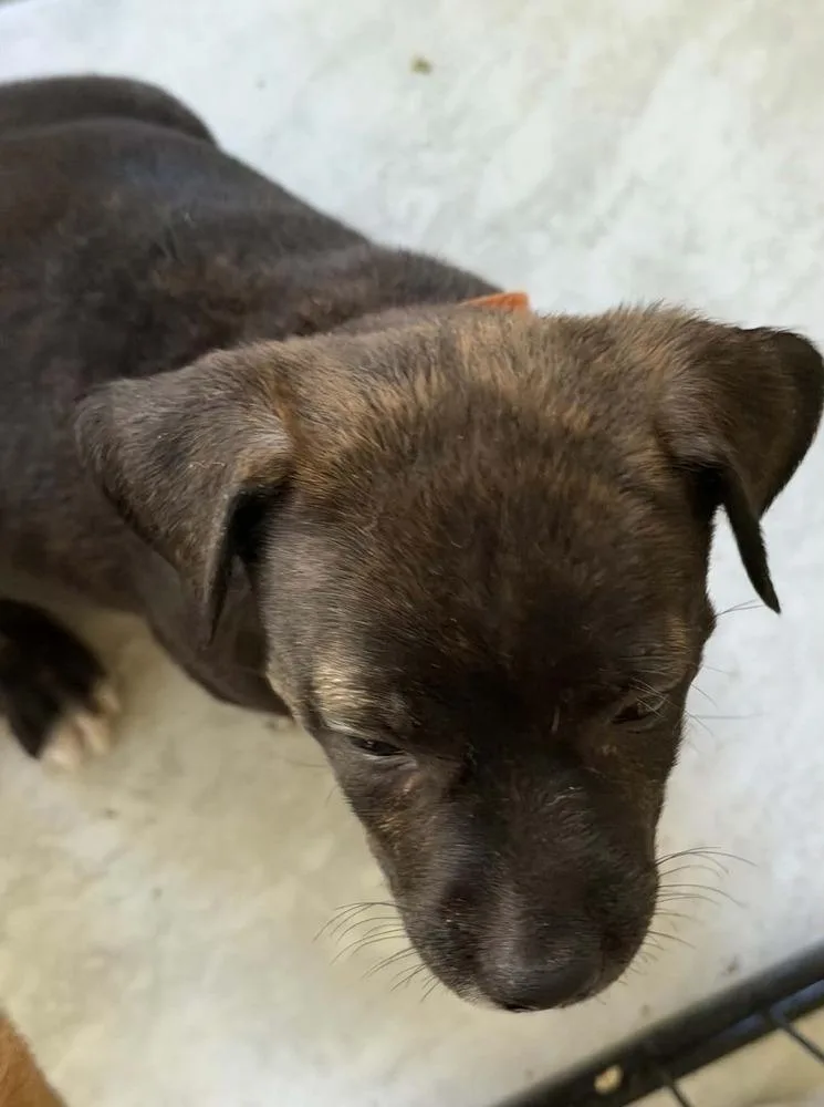 A baby medium-sized female Tricolor (Brown, Black, & White) Mixed Breed dog named Lily for adoption in Middletown, CT
