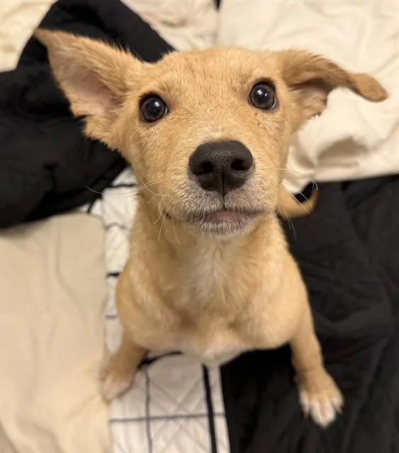 A young small-sized female Labrador Retriever dog named Dolly for adoption in Oklahoma City, OK