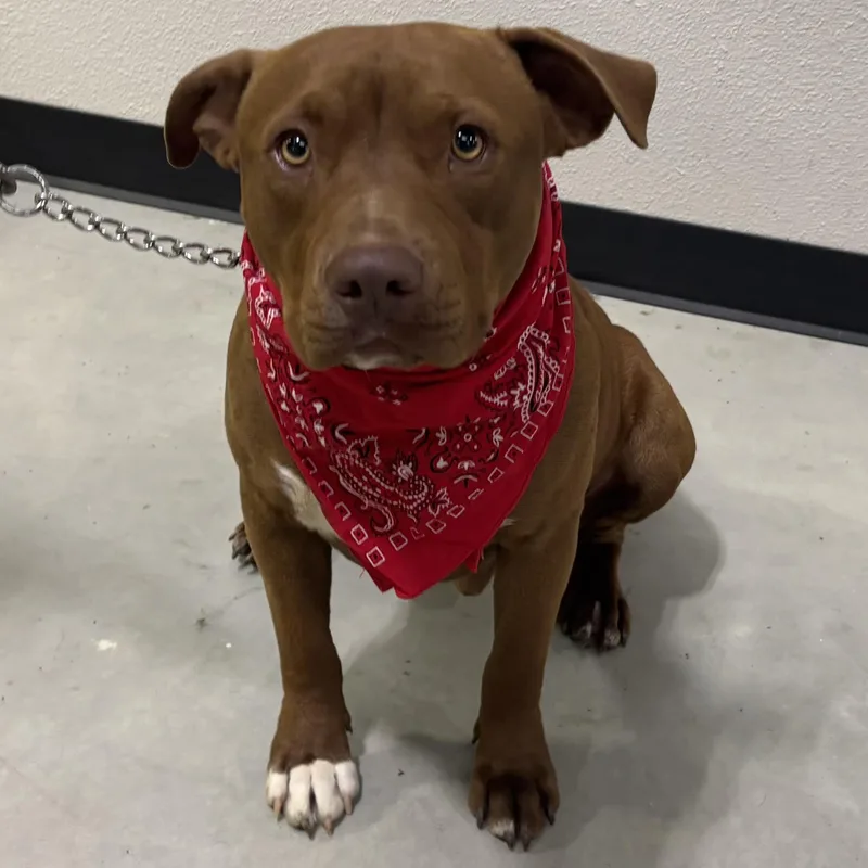 A young medium-sized male Brown / Chocolate Pit Bull Terrier dog named Red for adoption in Woodland, CA