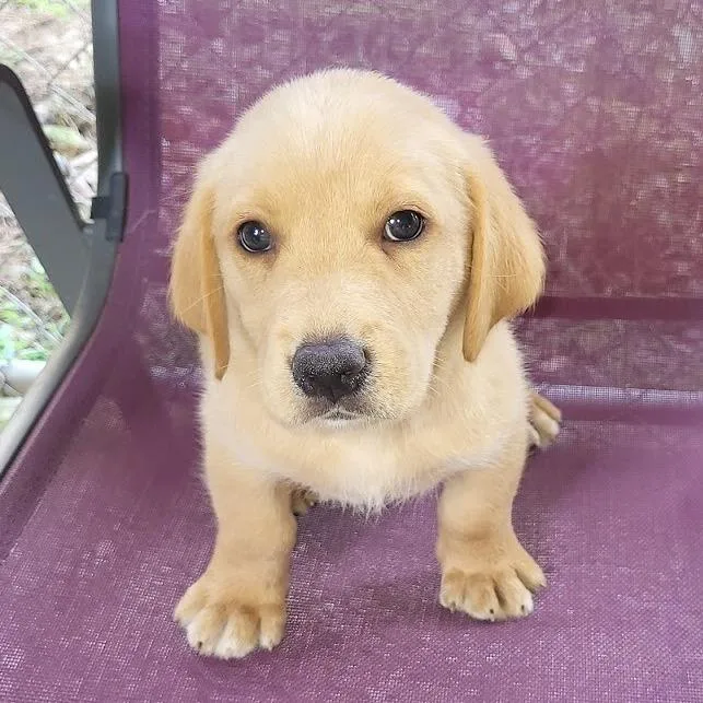 Fawn