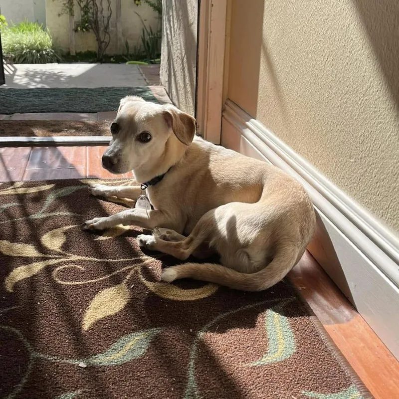 Mochi Milkshake thumbnail 2