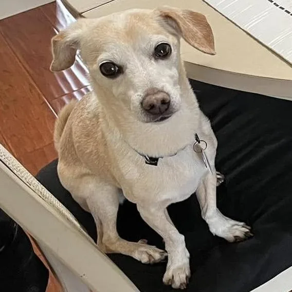 Mochi Milkshake thumbnail 3