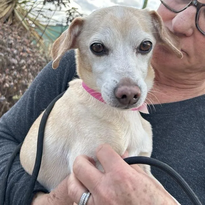 Mochi Milkshake thumbnail 4