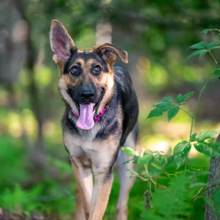 A young medium-sized female German Shepherd Dog dog named Shadow for adoption in New Ringgold, PA