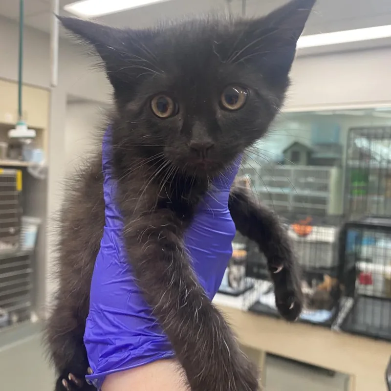 A baby small-sized male Black Domestic Short Hair cat named Allergy Pills____ for adoption in Westminster, CA