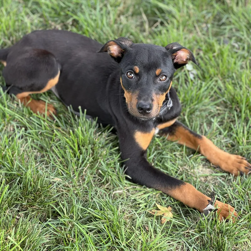 A baby medium-sized female Rottweiler dog named Lyra for adoption in China Township, MI