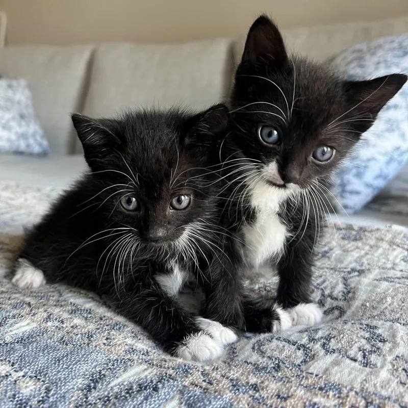 A baby small-sized male Black Domestic Short Hair cat named Gum Drop for adoption in Austin, TX