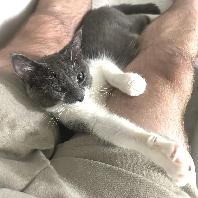 A young small-sized female Gray / Blue / Silver Domestic Short Hair cat named Hazel for adoption in Huntsville, AL