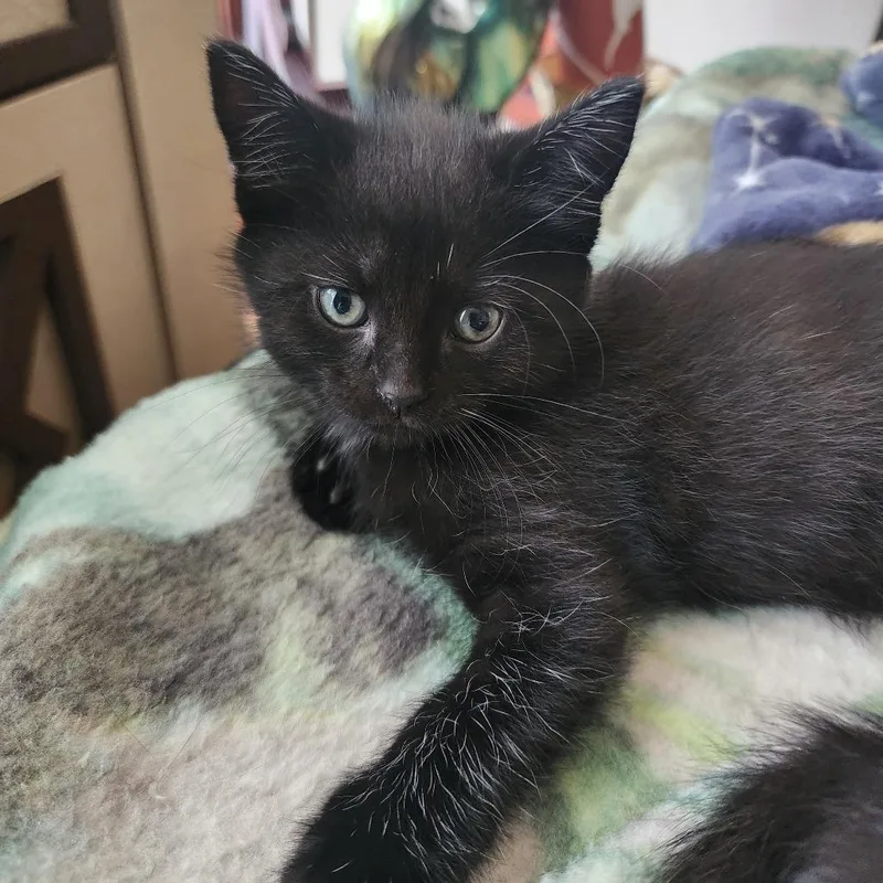 A baby small-sized female Black Domestic Short Hair cat named Lightyear for adoption in Austin, TX
