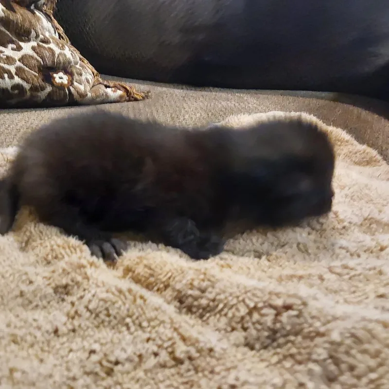 Lightyear thumbnail 3