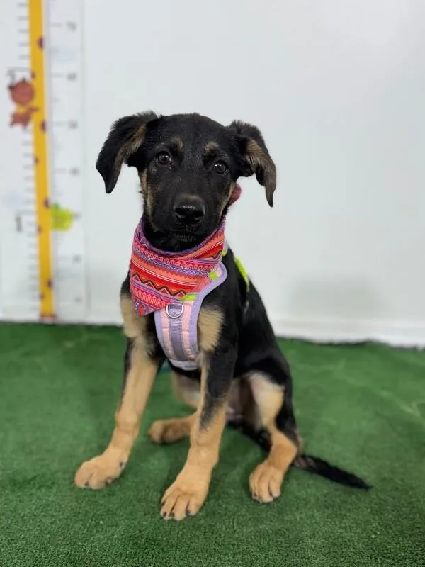 A baby medium-sized female Black German Shepherd Dog dog named Lucia for adoption in Carlsbad, CA