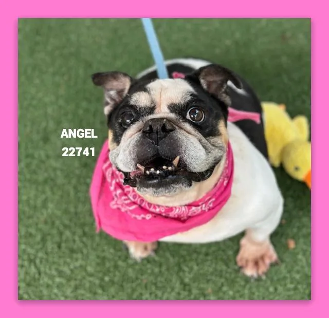 A senior medium-sized female English Bulldog dog named Angel for adoption in Marietta, GA