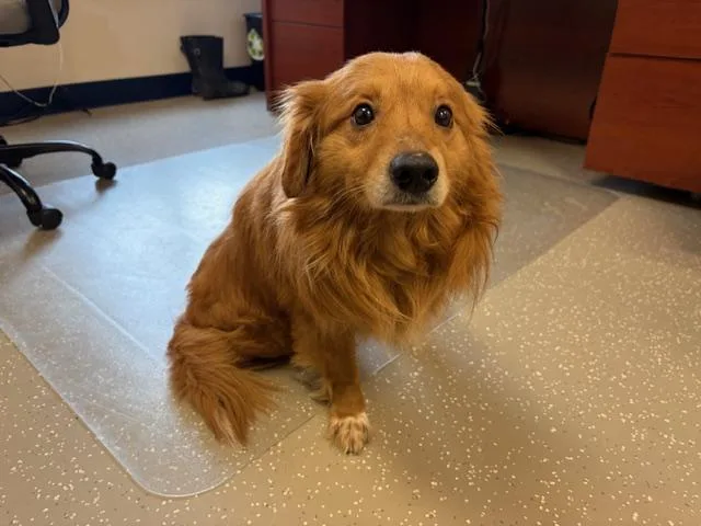 A young medium-sized male Golden Retriever dog named Simba for adoption in Fort Wayne, IN