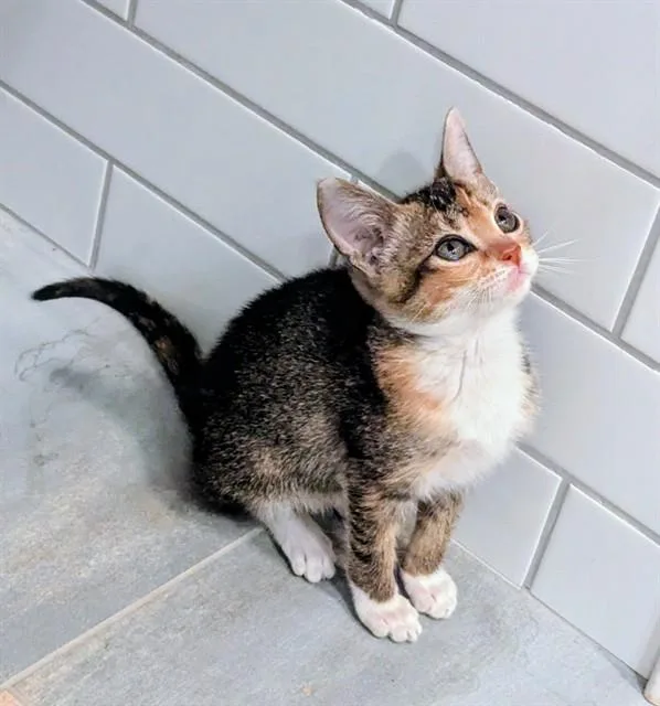 A baby small-sized female Domestic Short Hair cat named Rei for adoption in Colorado Springs, CO