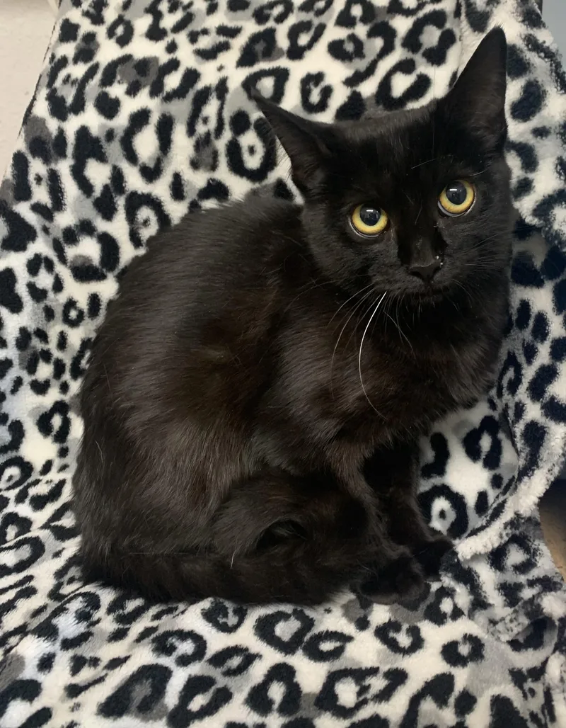 A young small-sized female Black Domestic Short Hair cat named Persephone for adoption in Bisbee, AZ