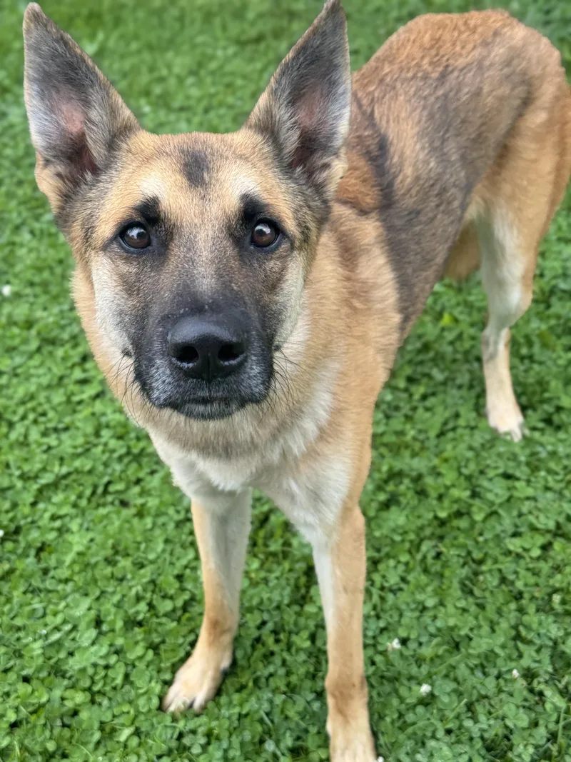A young medium-sized male Black German Shepherd Dog dog named Jessie for adoption in Anderson, IN