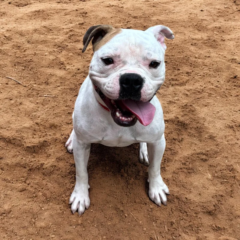 Wisteria thumbnail 2