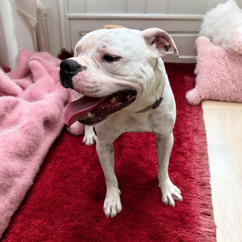 Wisteria thumbnail 3