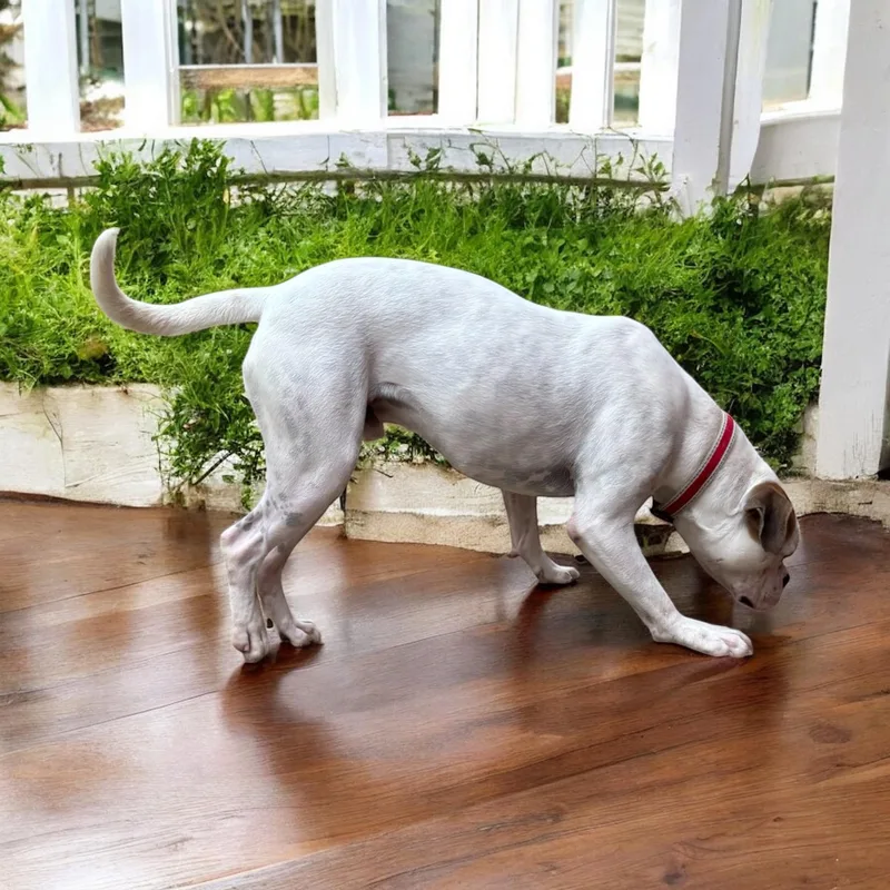 Wisteria thumbnail 5