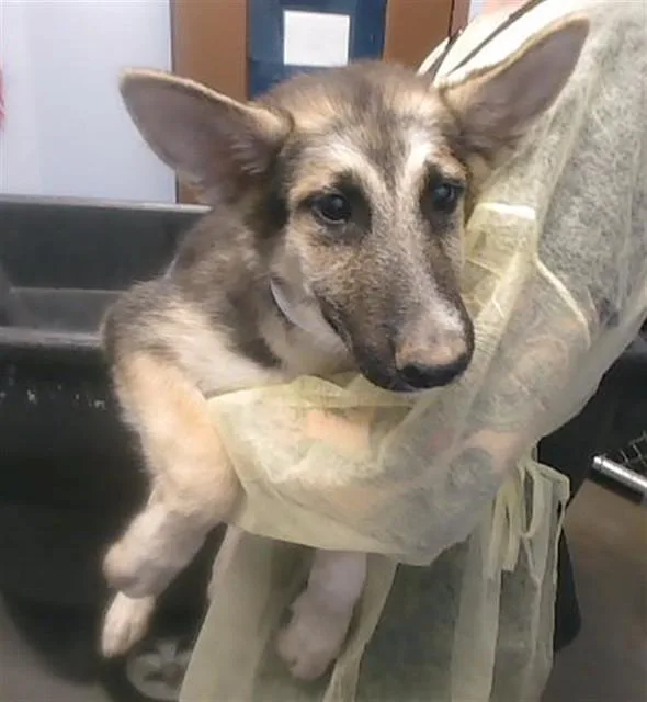 A baby small-sized male German Shepherd Dog dog named Possum for adoption in Phoenix, AZ
