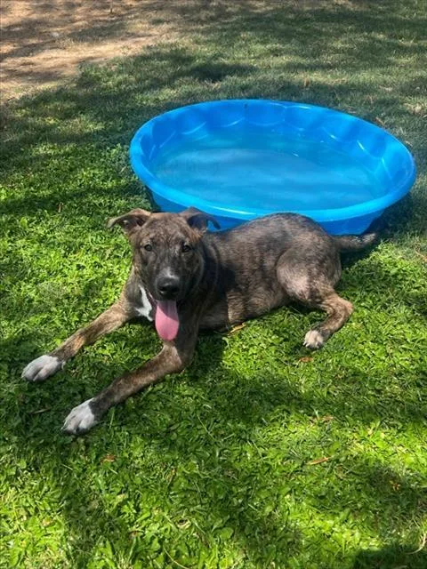 A young small-sized male Shepherd dog named Wishbone for adoption in Thousand Palms, CA