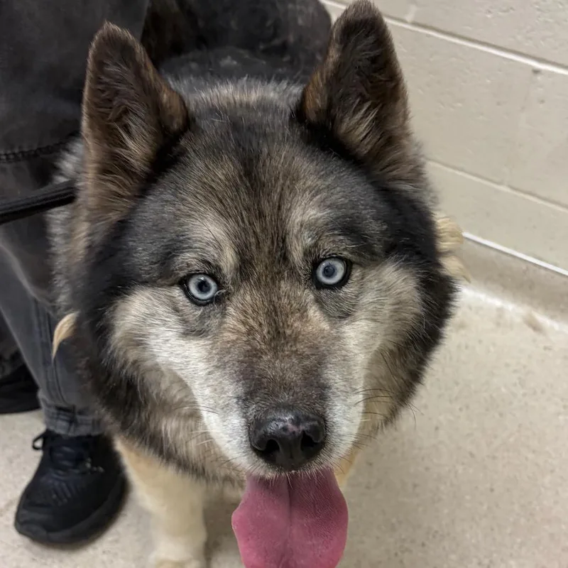 A senior large-sized female Gray / Blue / Silver Husky dog named Bella for adoption in Murray, UT